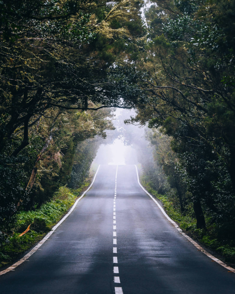 foret de la Gomera avec une route et du brouillard