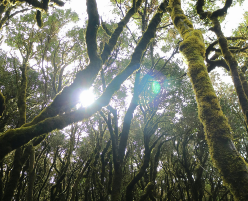 foret du parc garajonay à la Gomera