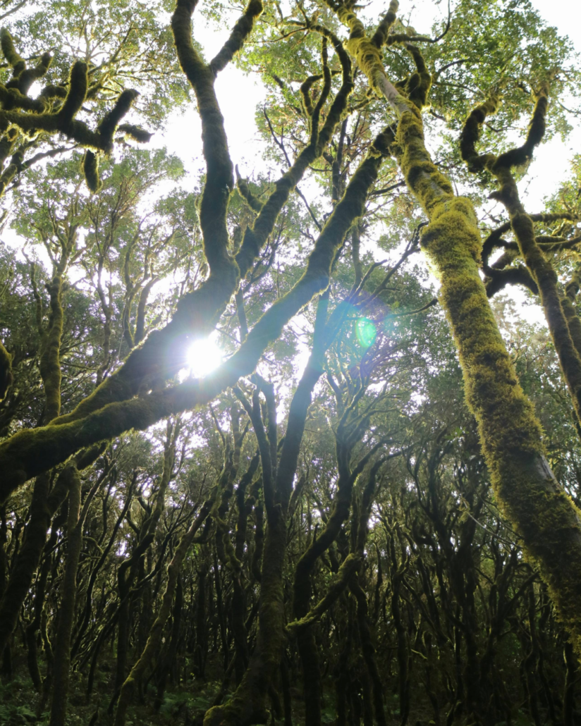 foret du parc garajonay à la Gomera