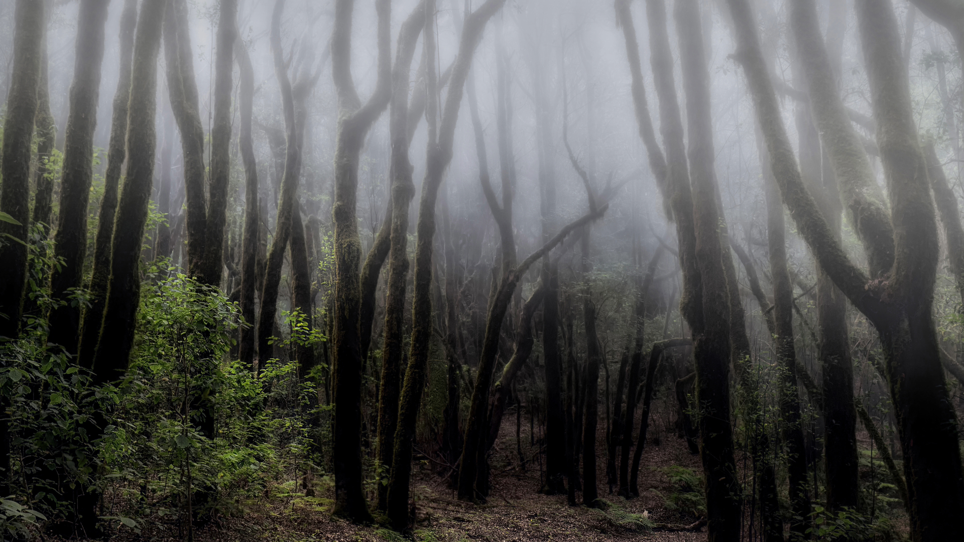 foret du park garajonay la gomera