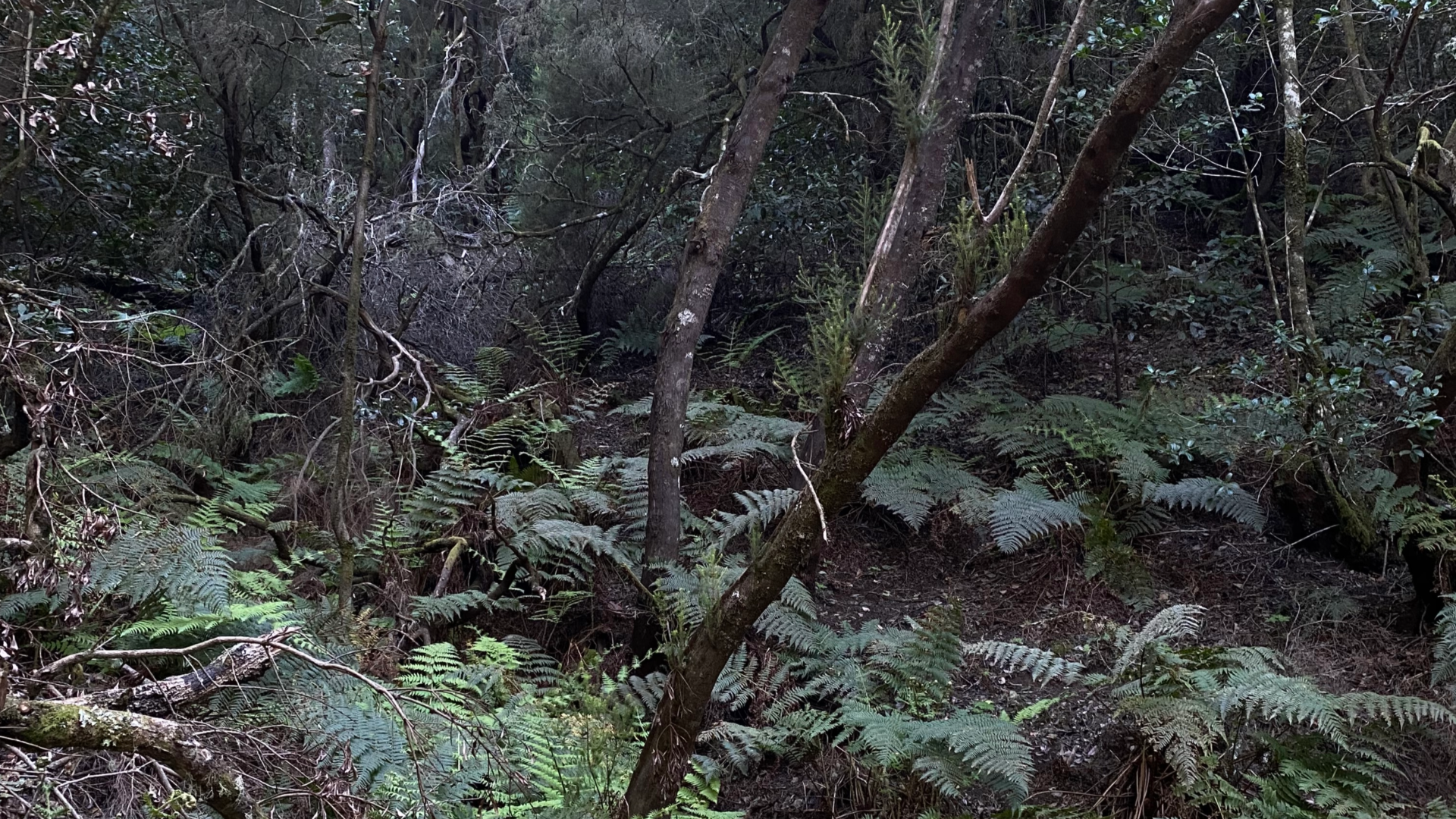 fougère dans le parc garajonay à la gomera 