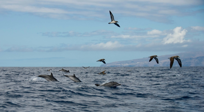 PALDERAS EN MER à LA GOMERA